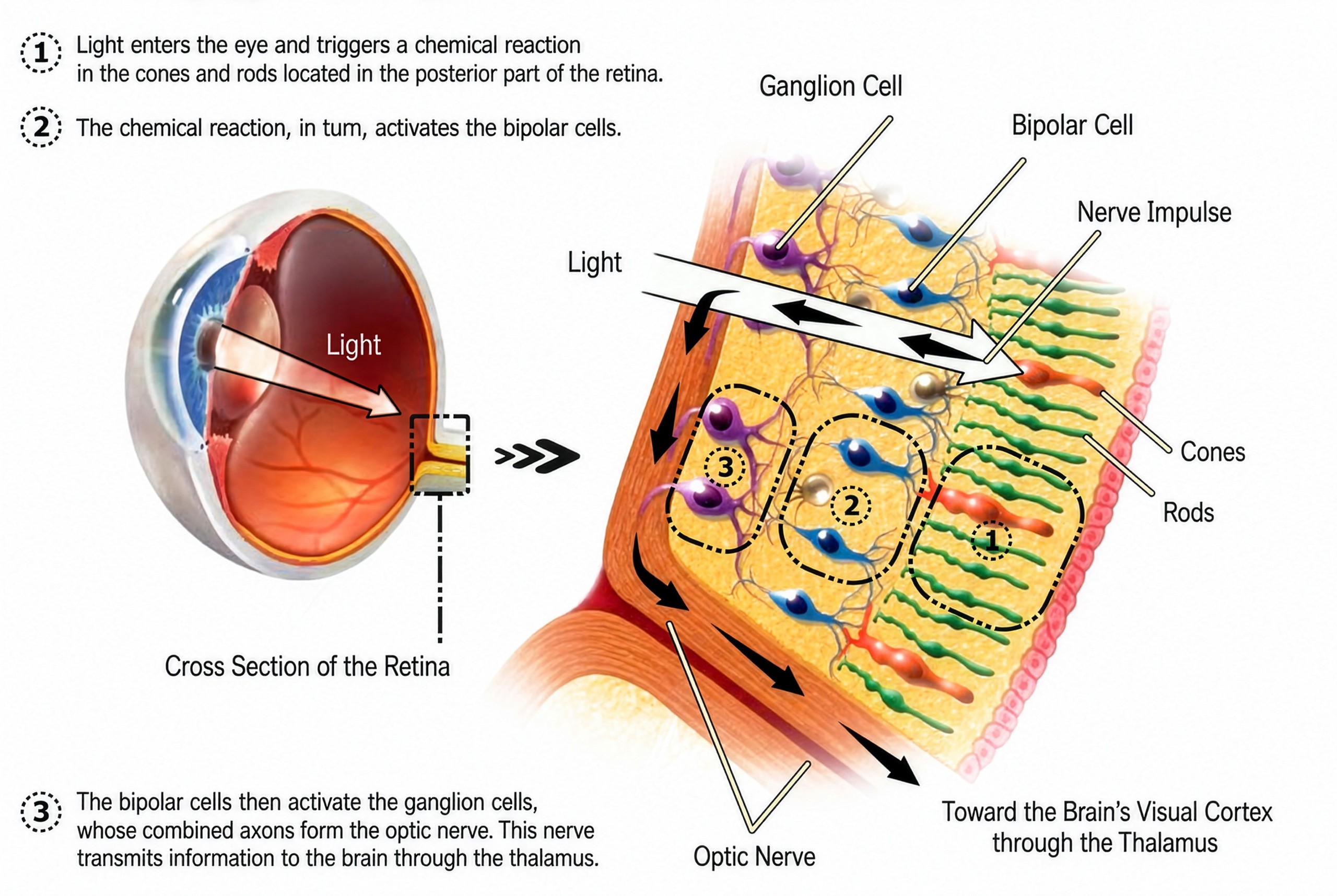 Visual Signal Transmission Pathway in the Human Retina