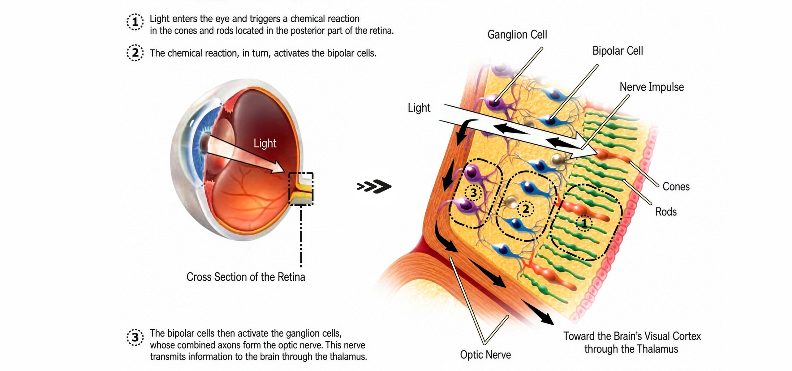 Visual Signal-Transmission Pathway in the Human Retina